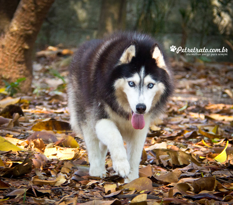 Fotografia Husky Siberiano
