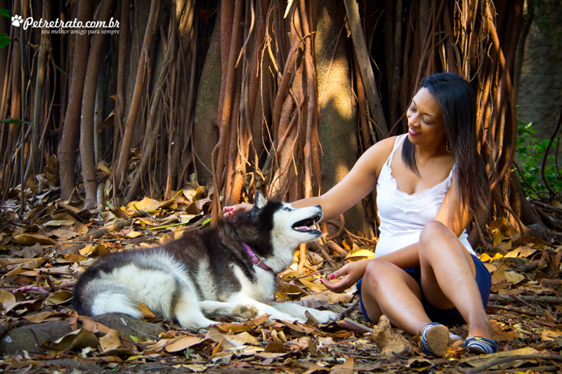 Fotografia Husky Siberiano