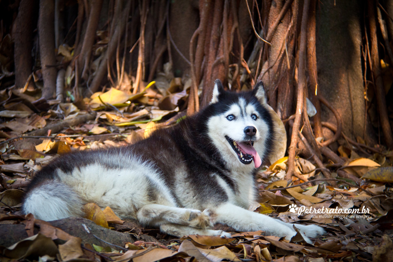 Fotografia Husky Siberiano