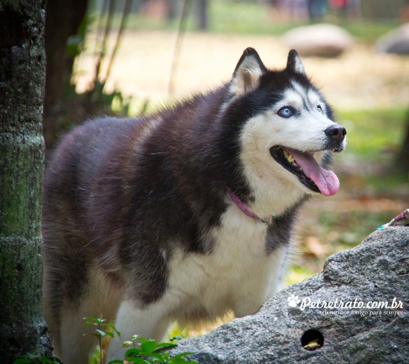 Fotografia Husky Siberiano