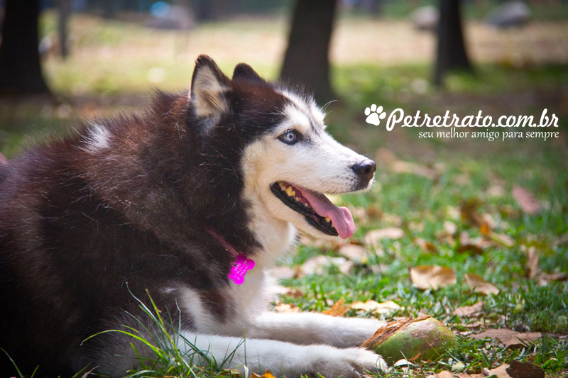 Fotografia Husky Siberiano