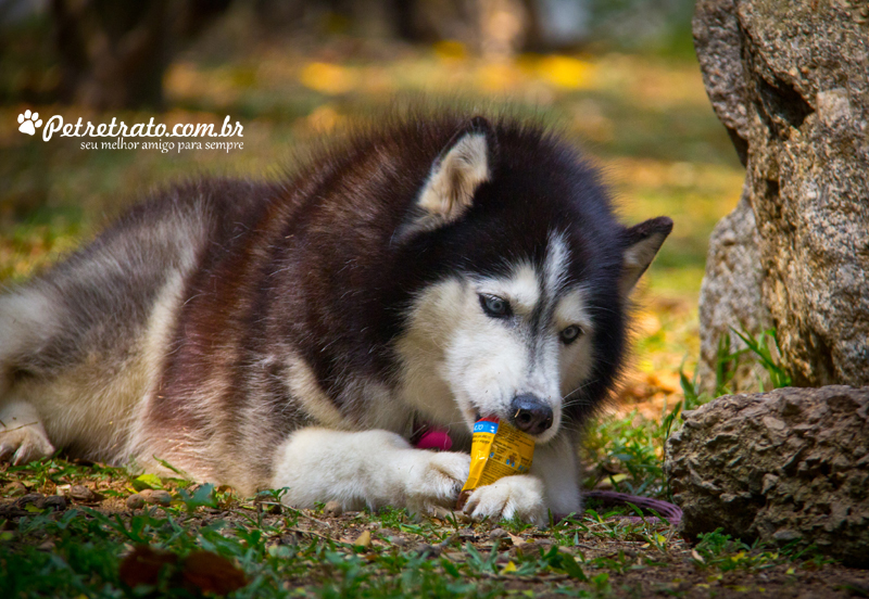 Fotografia Husky Siberiano