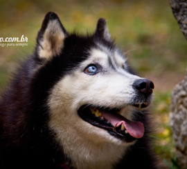 Fotografia Husky Siberiano