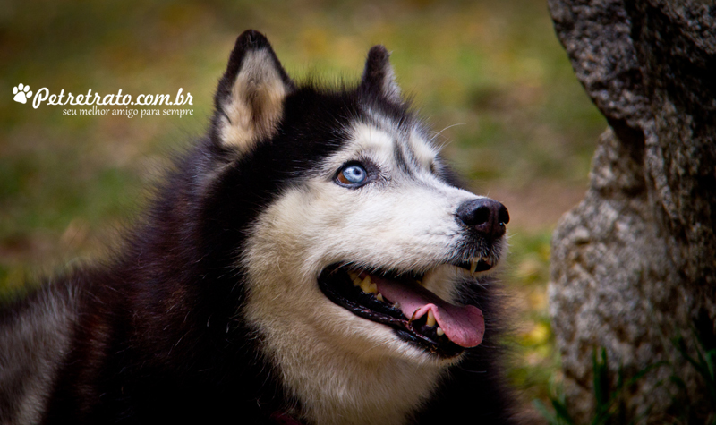 Fotografia Husky Siberiano