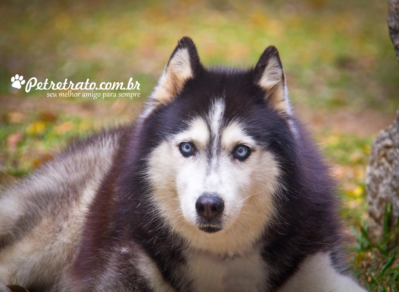 Fotografia Husky Siberiano
