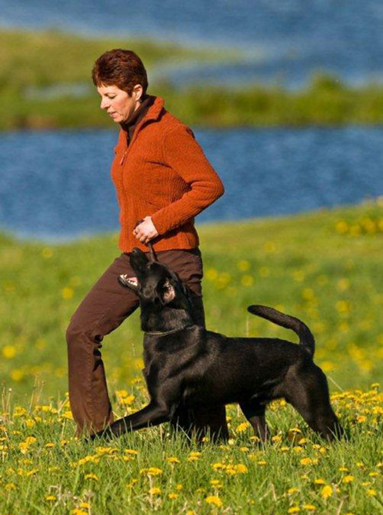 Como conseguir ateno e foco do cachorro