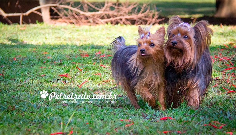 Fotografia de Yorkshire