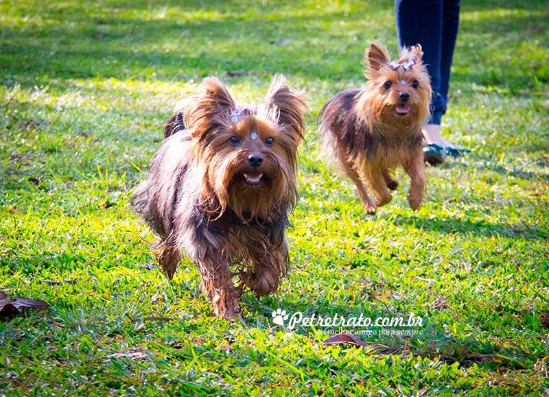 Fotografia de Yorkshire