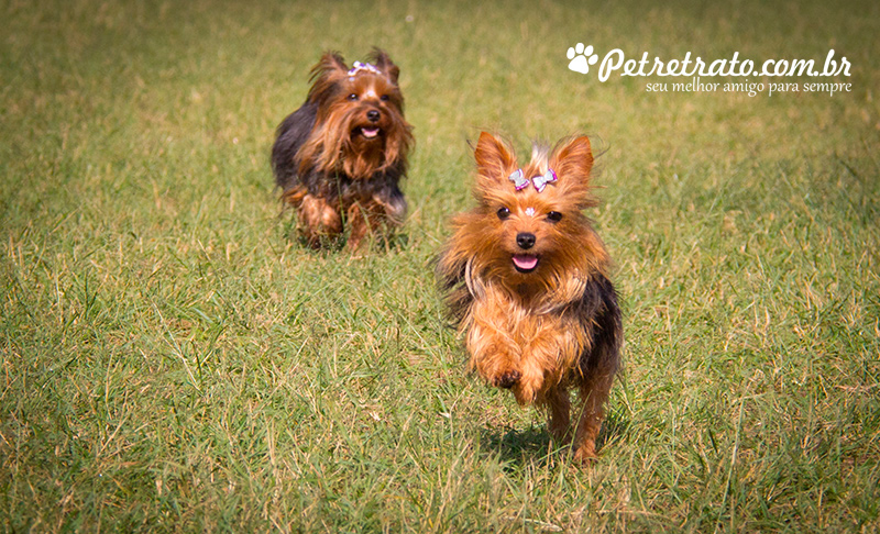 Fotografia de Yorkshire