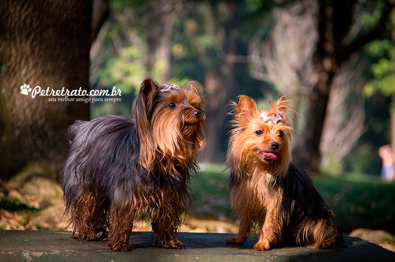 Fotografia de Yorkshire