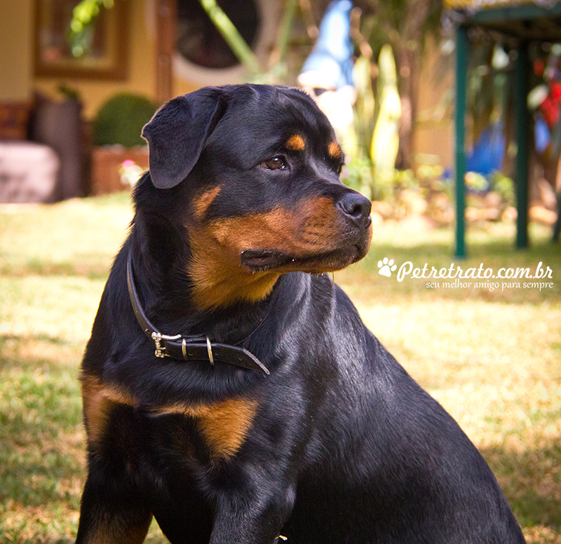 Fotografia de Rottweiler e Boxer