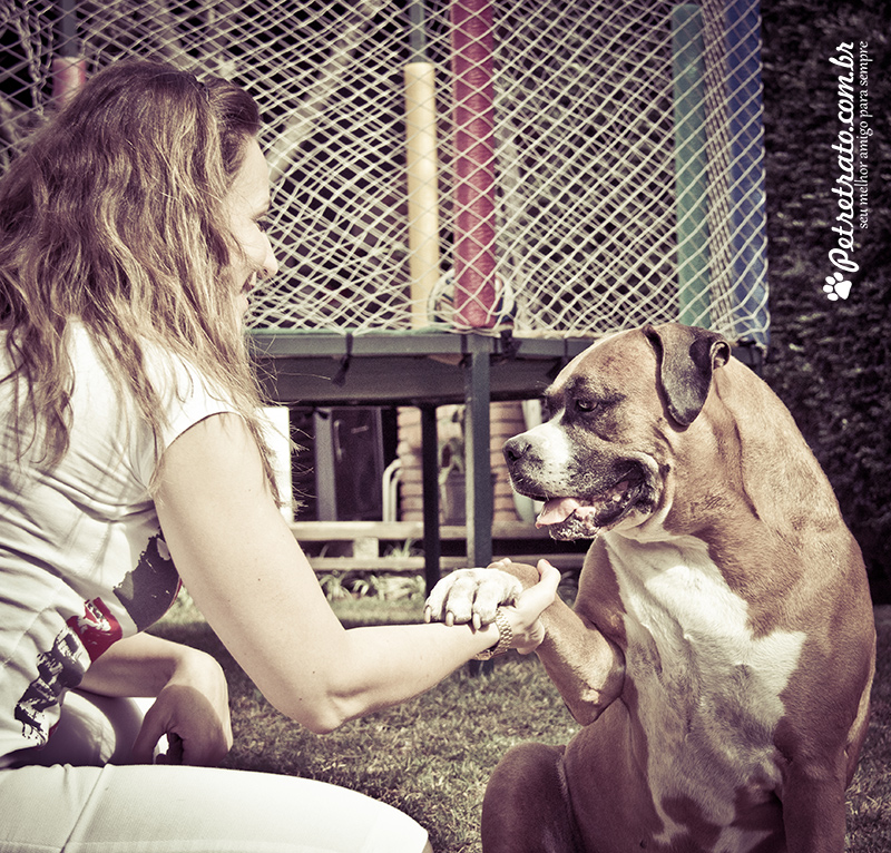 Fotografia de Rottweiler e Boxer