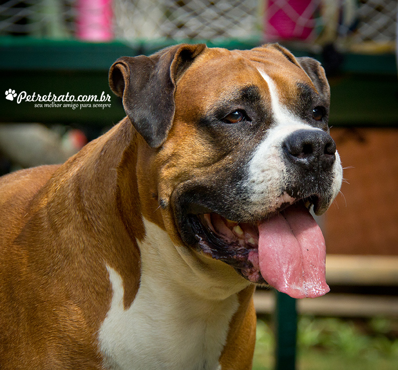 Fotografia de Rottweiler e Boxer