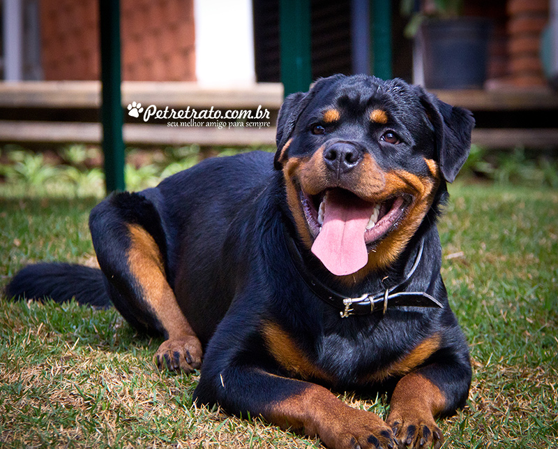 Fotografia de Rottweiler e Boxer