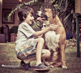 Fotografia de Rottweiler e Boxer