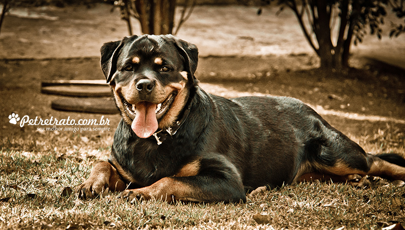 Fotografia de Rottweiler e Boxer