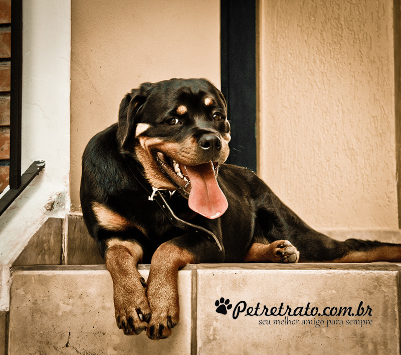 Fotografia de Rottweiler e Boxer