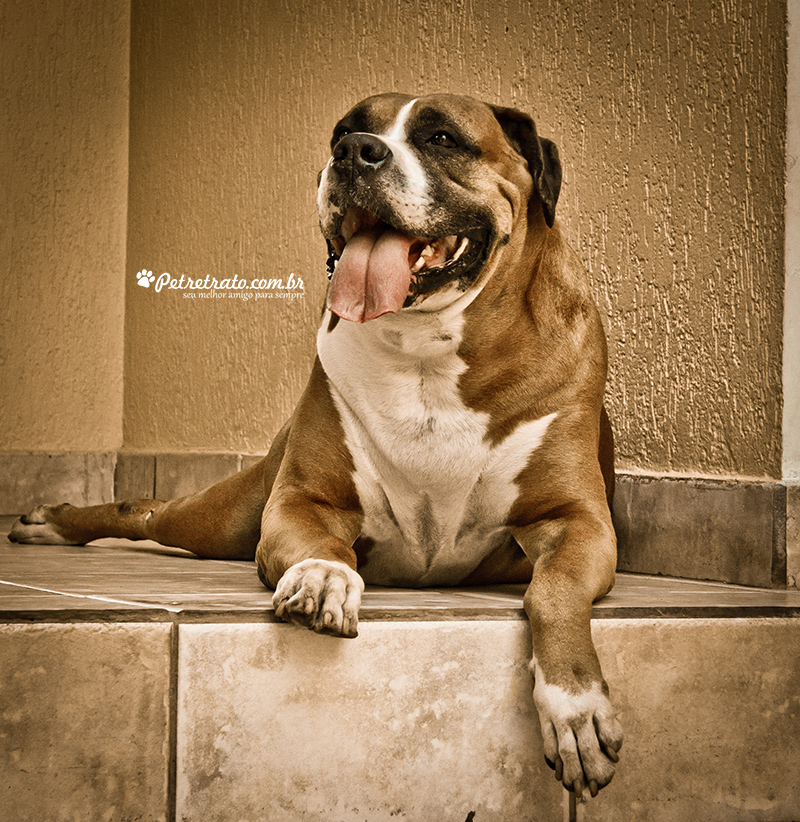 Fotografia de Rottweiler e Boxer