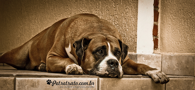 Fotografia de Rottweiler e Boxer