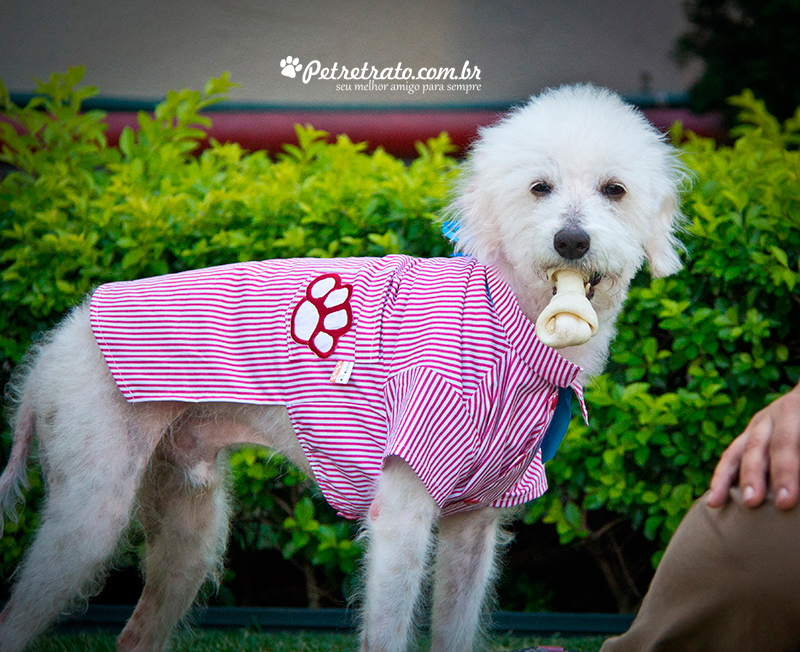 Pet Retrato na TV Record