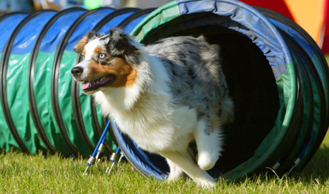 Australian Shepherd