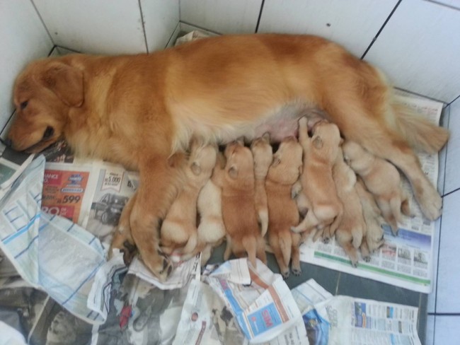 Golden Retriever em apartamento