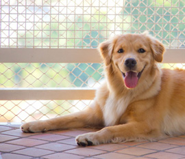 Golden Retriever em apartamento