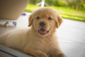 Golden Retriever em apartamento