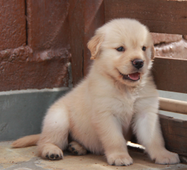 Golden Retriever em apartamento