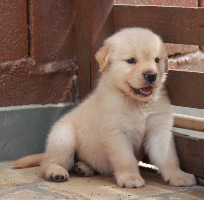 Golden Retriever em apartamento