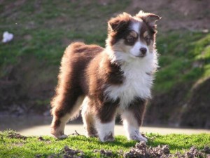 Australian Shepherd