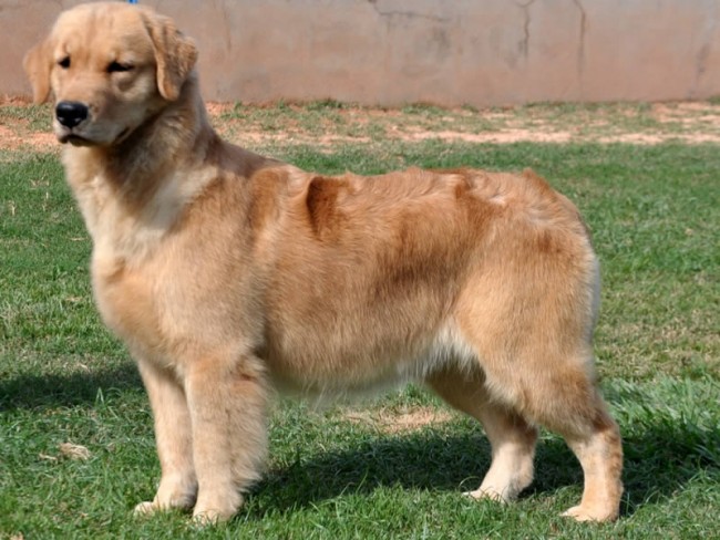 Golden Retriever em apartamento