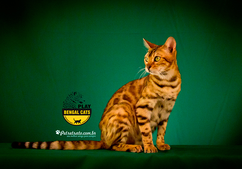 Gatil Play Bengal - Criando gatos bengal com amor e qualidade