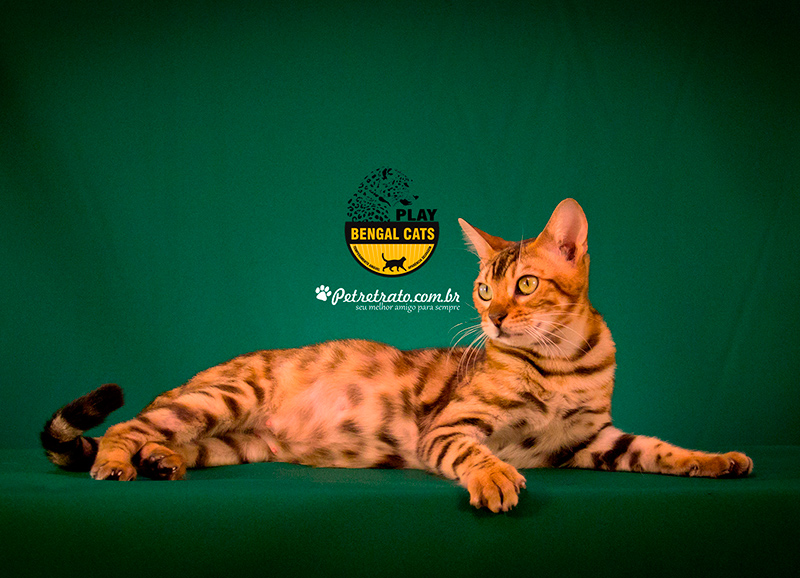 Gatil Play Bengal - Criando gatos bengal com amor e qualidade