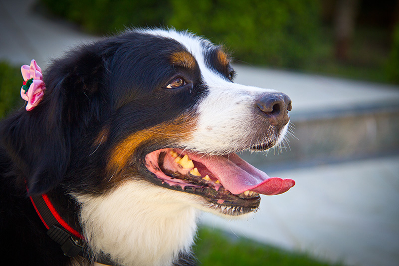 Fotografia Bernese - Pet Retrato