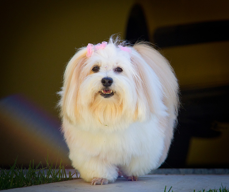 Fotografia Shi Tzu e Lhasa Apso - Pet Retrato