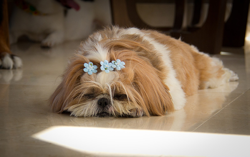 Fotografia Shi Tzu e Lhasa Apso - Pet Retrato