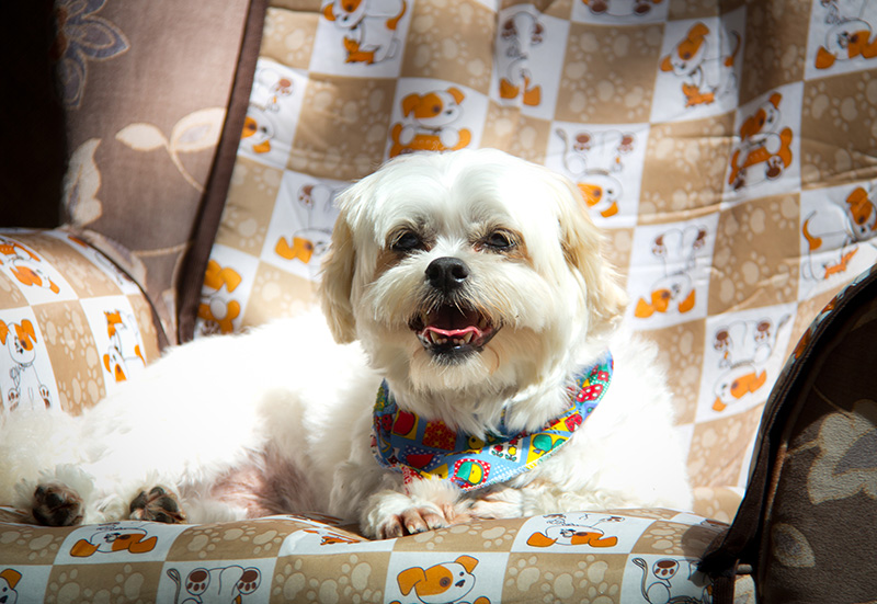 Fotografia Shi Tzu e Lhasa Apso - Pet Retrato