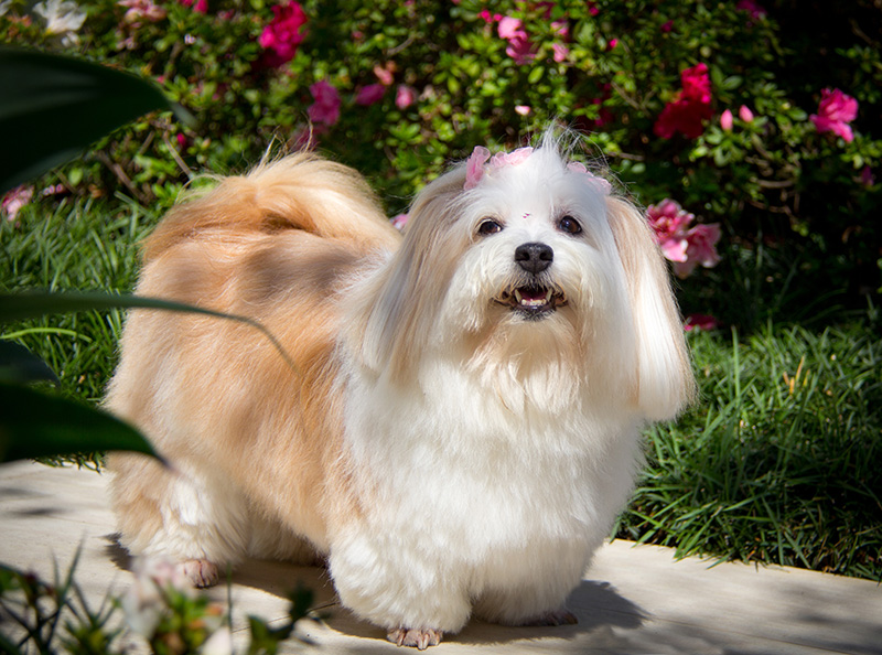 Fotografia Shi Tzu e Lhasa Apso - Pet Retrato