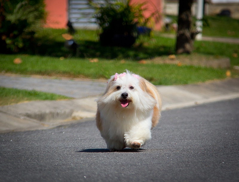 Fotografia Shi Tzu e Lhasa Apso - Pet Retrato