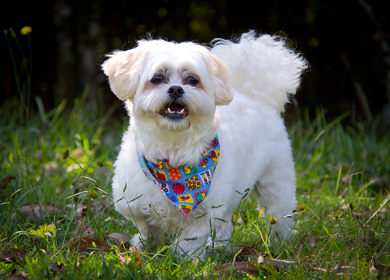 Fotografia Shi Tzu e Lhasa Apso - Pet Retrato