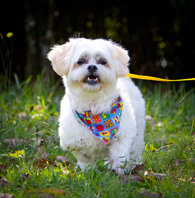 Fotografia Shi Tzu e Lhasa Apso - Pet Retrato