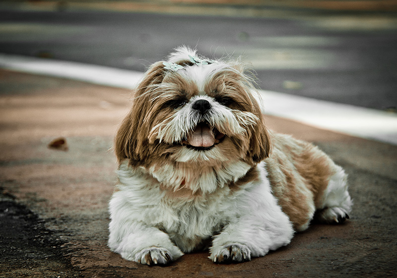 Fotografia Shi Tzu e Lhasa Apso - Pet Retrato