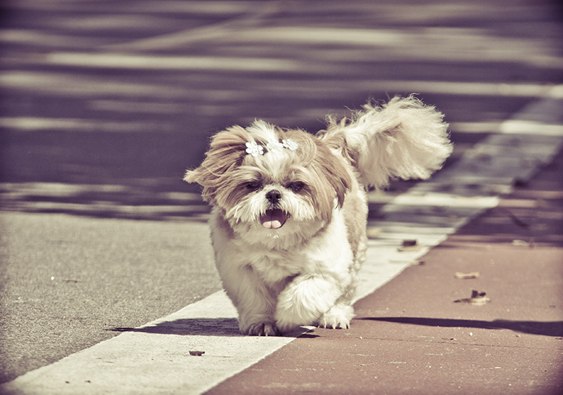 Fotografia Shi Tzu e Lhasa Apso - Pet Retrato