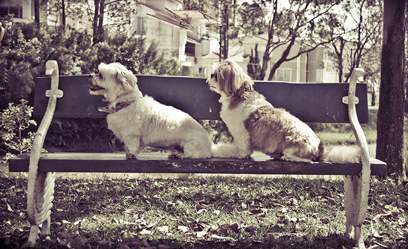 Fotografia Shi Tzu e Lhasa Apso - Pet Retrato