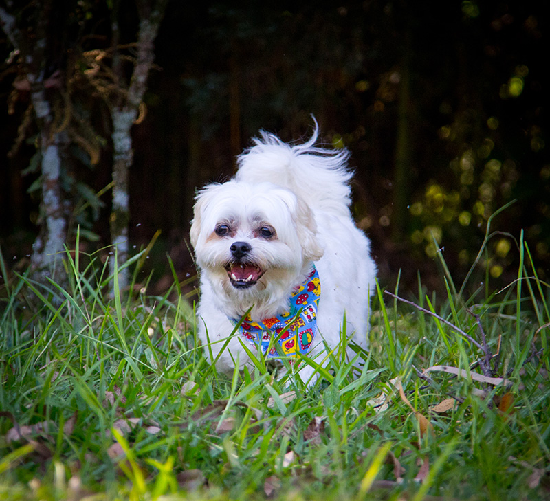 Fotografia Shi Tzu e Lhasa Apso - Pet Retrato