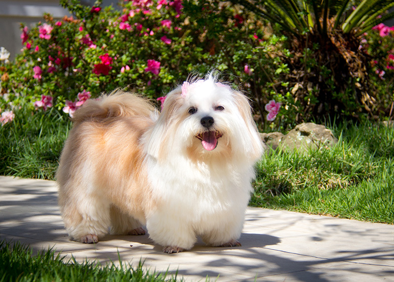 Fotografia Shi Tzu e Lhasa Apso - Pet Retrato