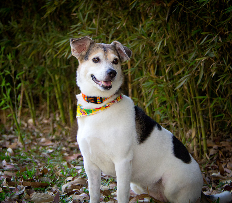 Fotografia cachorro SRD - Pet Retrato