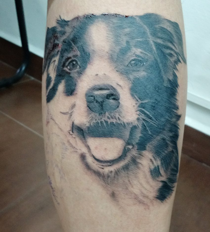 Fotografia / Tatuagem de cachorro - Border Collie - Pet Retrato