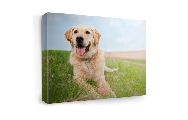Pet canvas